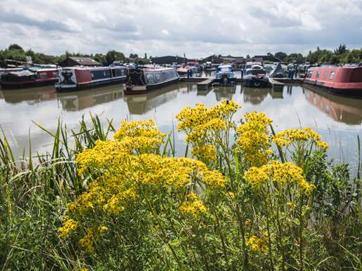 Yellow flowers in front of a row of boats
