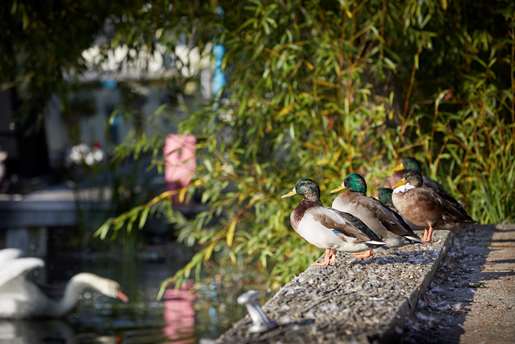 Ducks looking over the riverside as a swan swims by a mooring point.