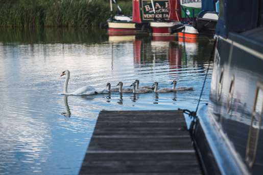 A family of swans swim by the boats.