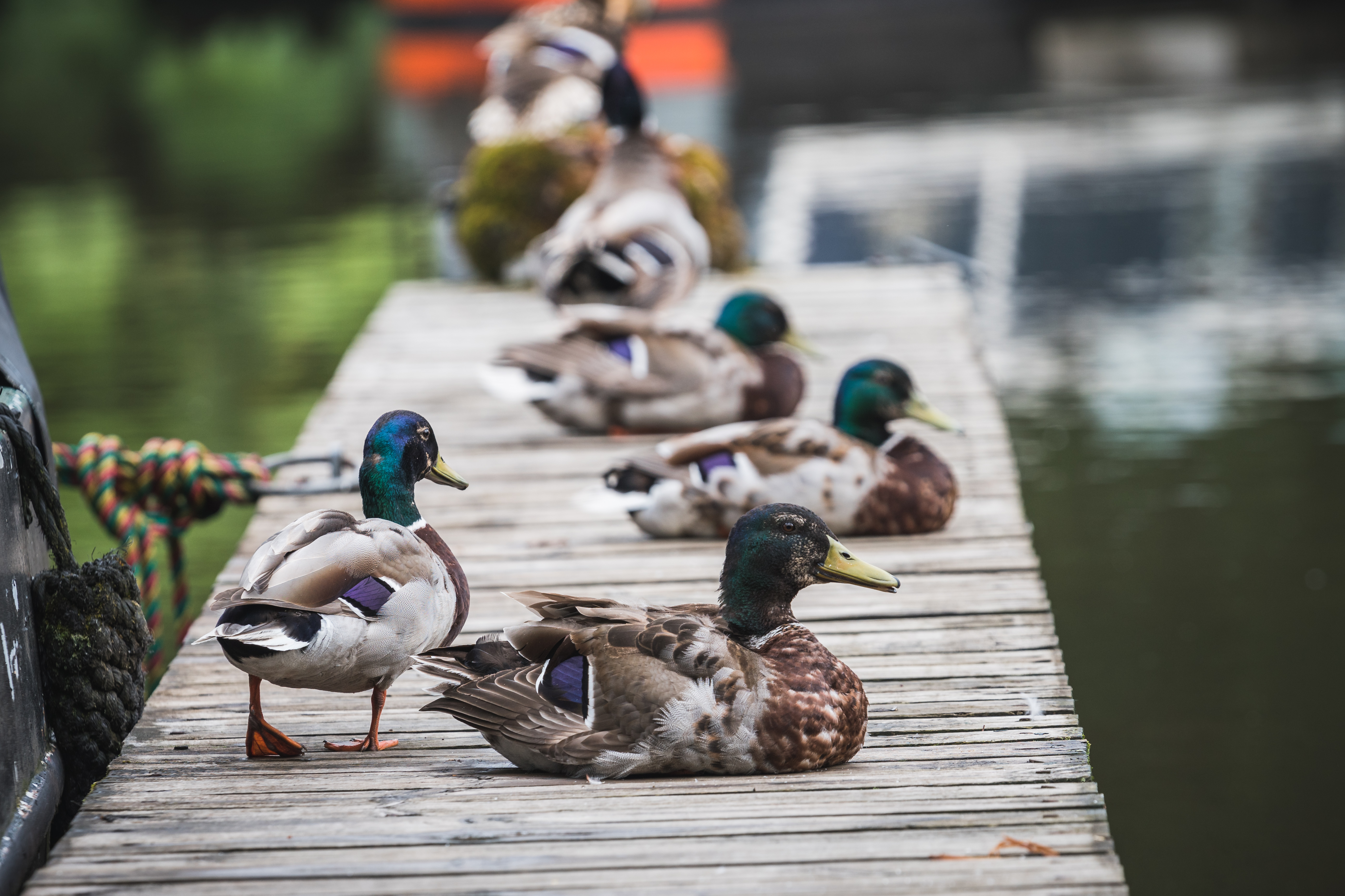 Five ducks resting on the jetty.