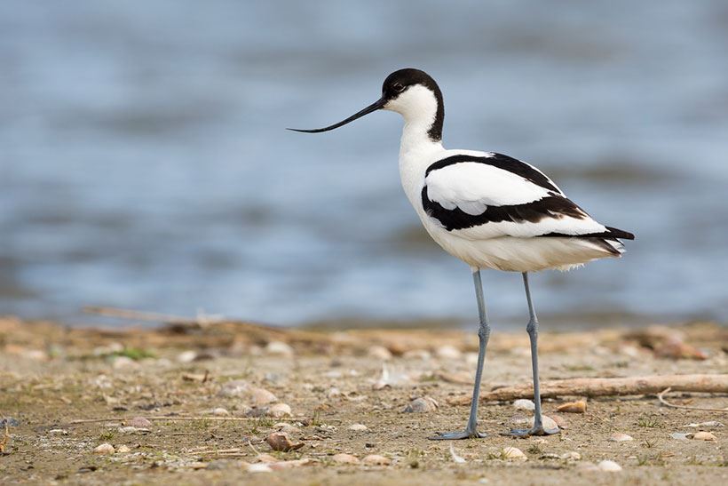 Avocet